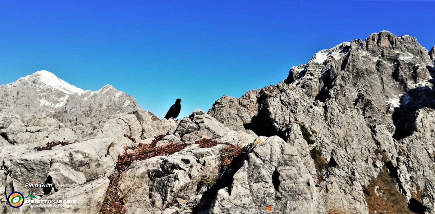 54 Al Colle Garibaldi (1824 m) gracchio in attesa di cibo con vista in Grignoe a sx e Grignetta a dx foto Debora)....jpg